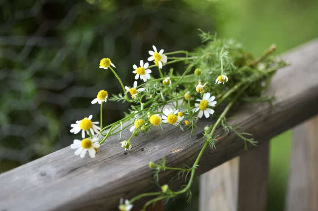 a small bouquet of chamomile grown from seed, on a wooden railing, 
