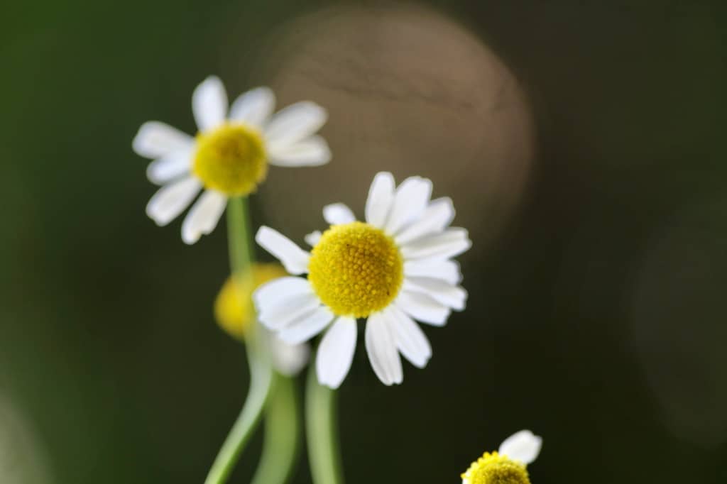 chamomile flowers with petals which are fully open and good for harvesting