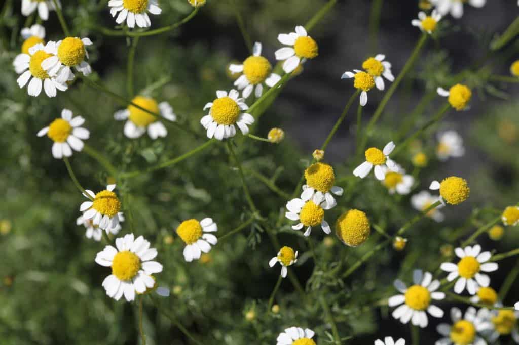 chamomile flowers in the garden