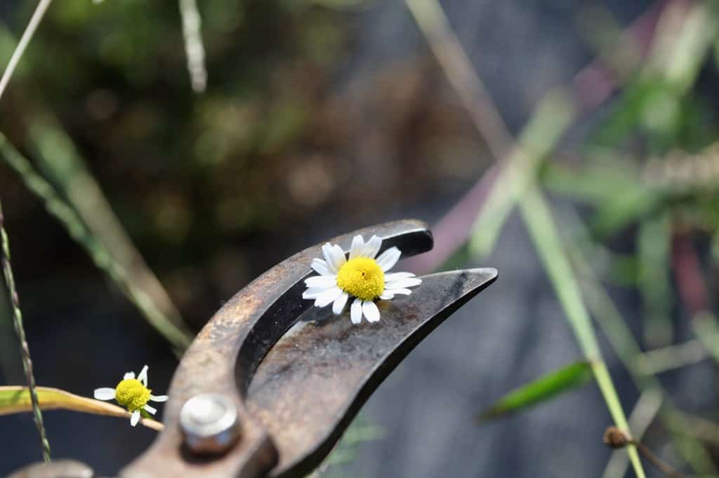 harvesting a chamomile flower by cutting just under the bloom to remove it from the stem