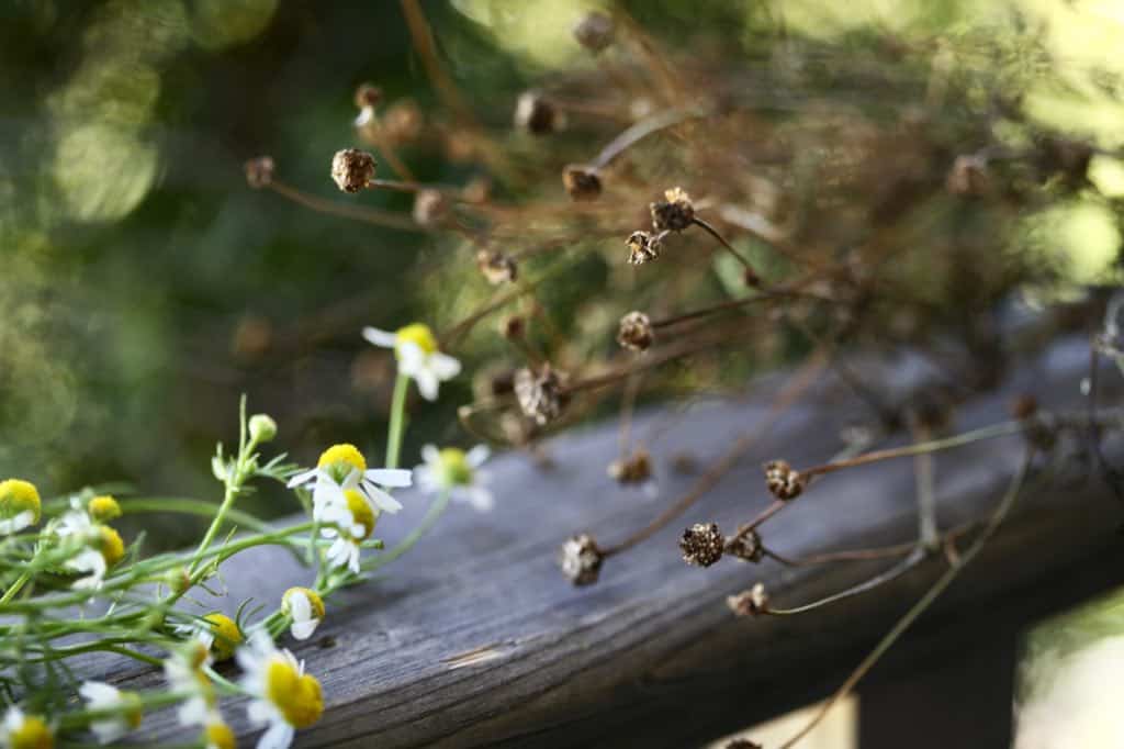 bunches of chamomile on a wooden railing, one with dried seed heads, and one with fresh flowers, showing how to harvest chamomile seeds