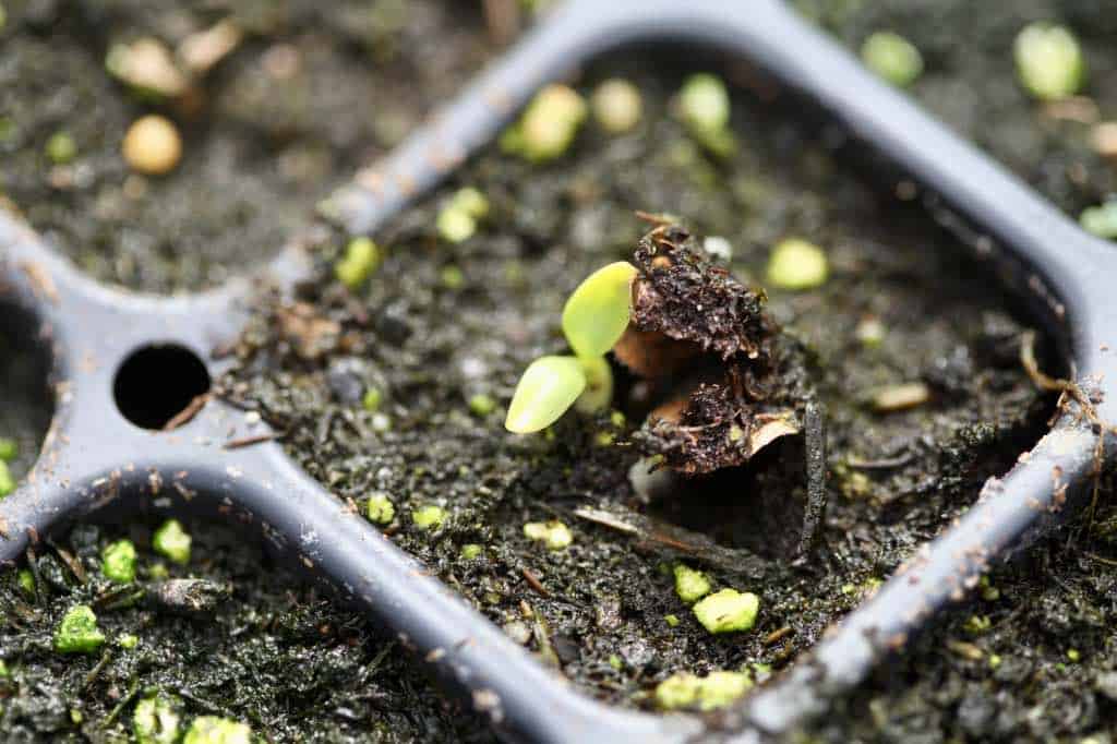 new rhubarb seedling in cell tray