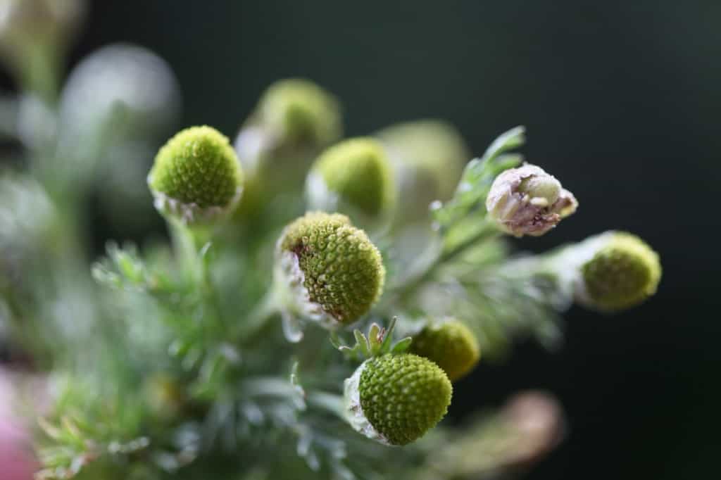 a closeup of pineappleweed flower heads