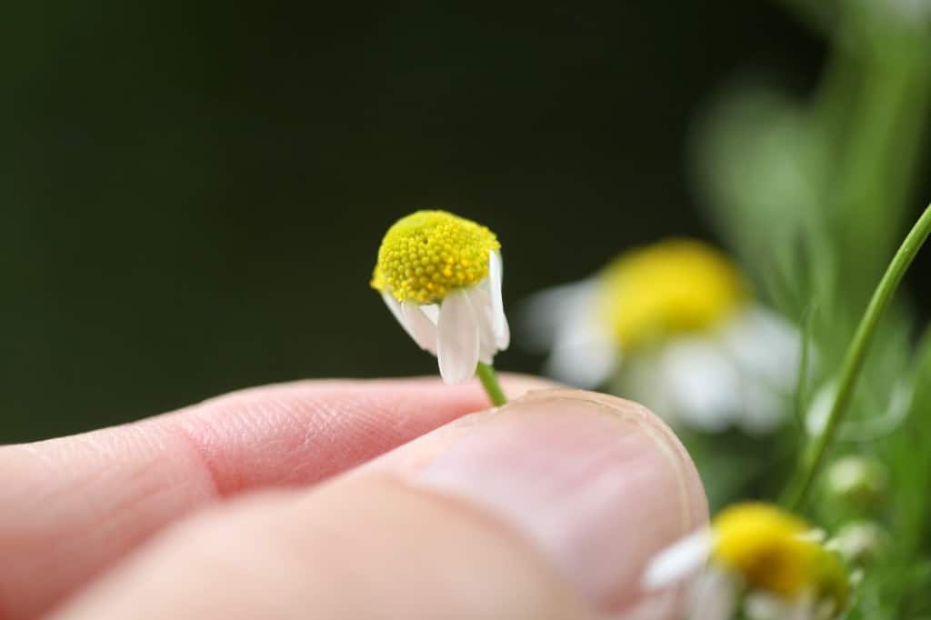 petals on this flower are pointing towards the stem