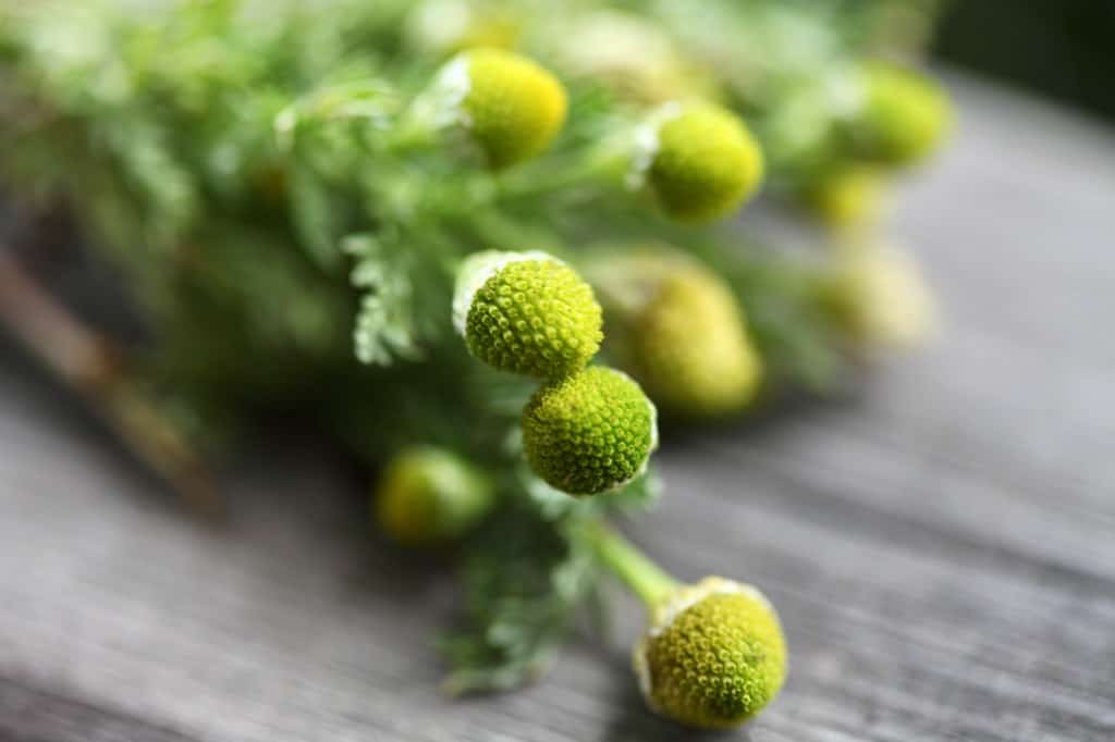 pineappleweed on a wooden railing