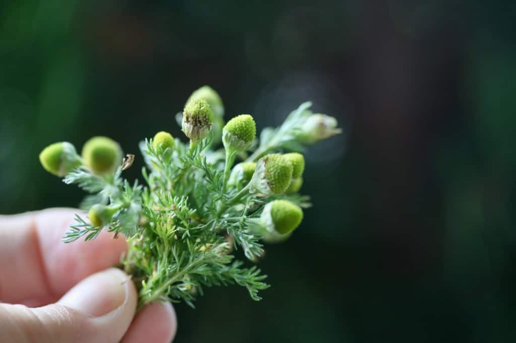 a hand holding a small bouquet of pineappleweed