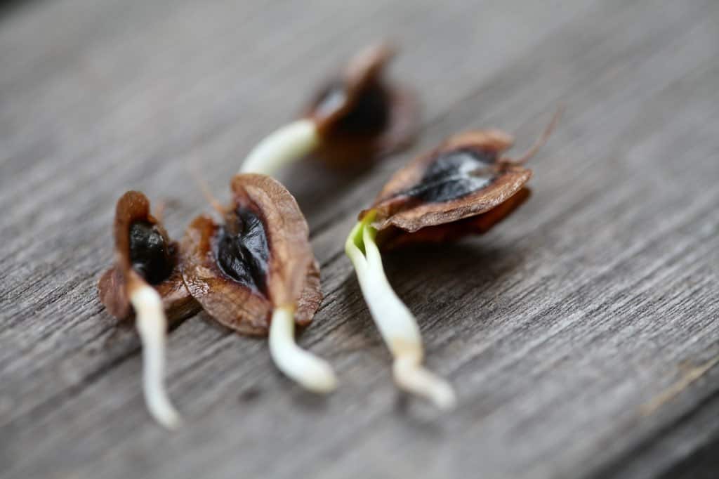 pre sprouted rhubarb seeds ready for planting