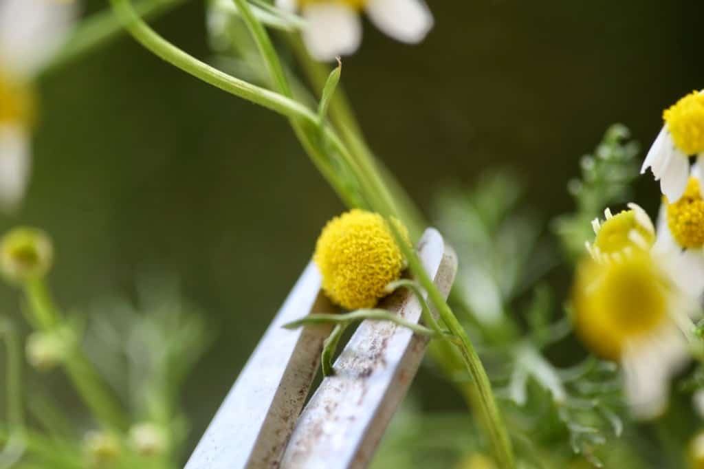 deadheading an old chamomile bloom with a pair of scissors to prevent seed formation