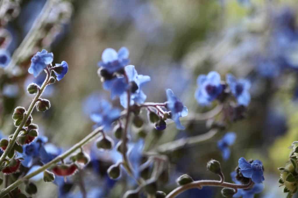 blue flowers on stems with seed heads