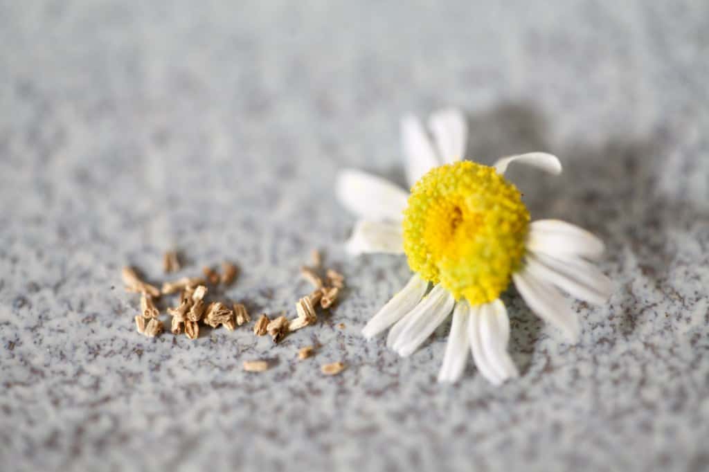 a pile of chamomile seeds next to a German chamomile flower, showing how to harvest chamomile seeds