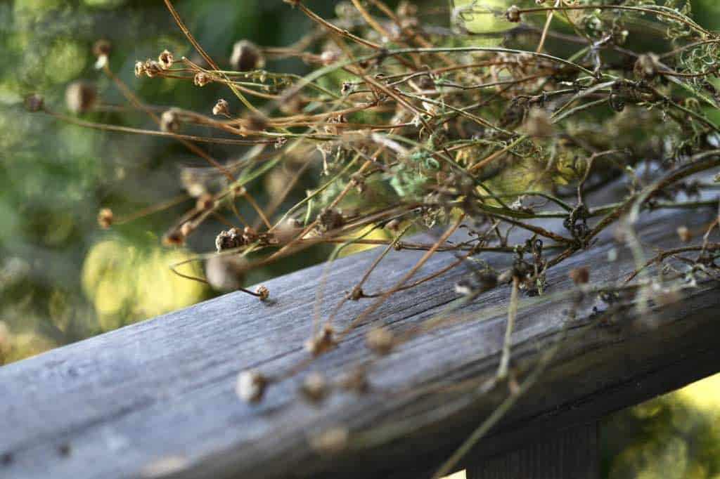 mature chamomile seed heads for harvesting seeds