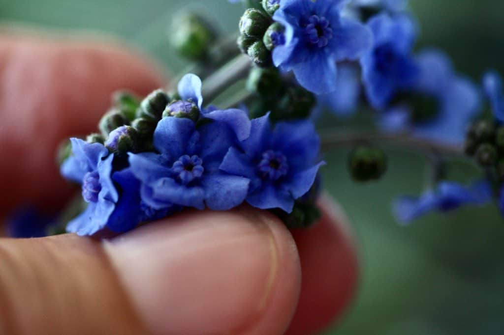a hand holding small blue flowers of Chinese forget me nots