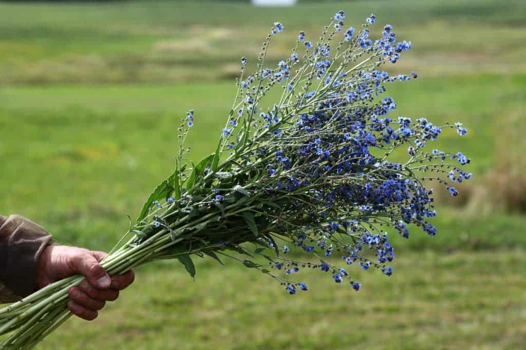 a hand holding a bouquet of blue flowers