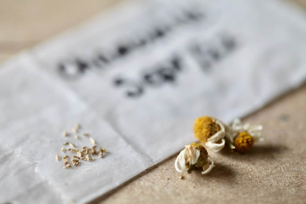 chamomile seeds to be stored in an envelope