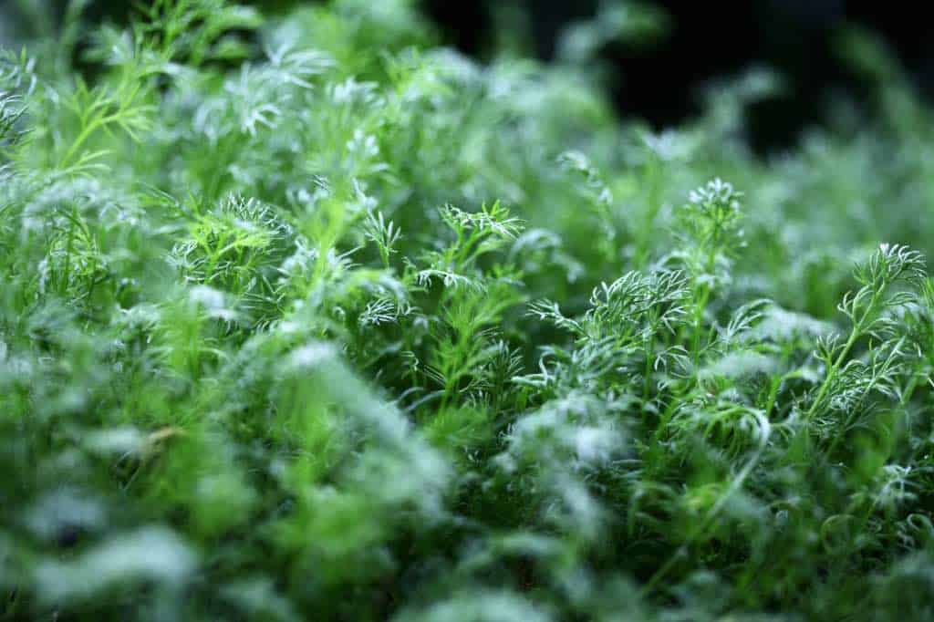 tender chamomile foliage grown from seed