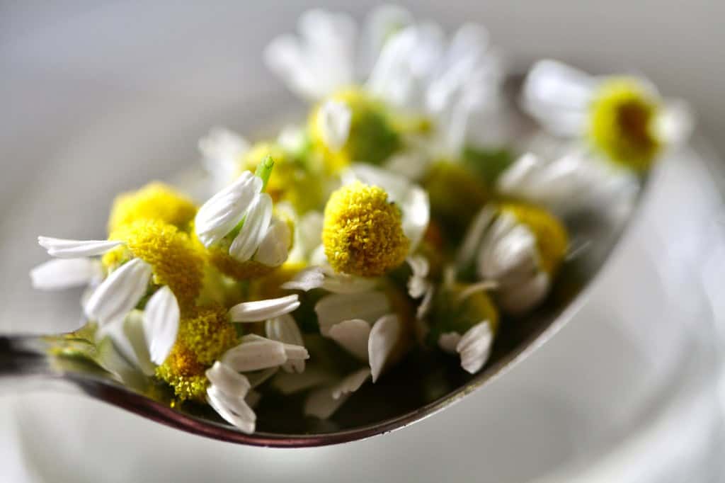 a spoonful of fresh chamomile blossoms for tea