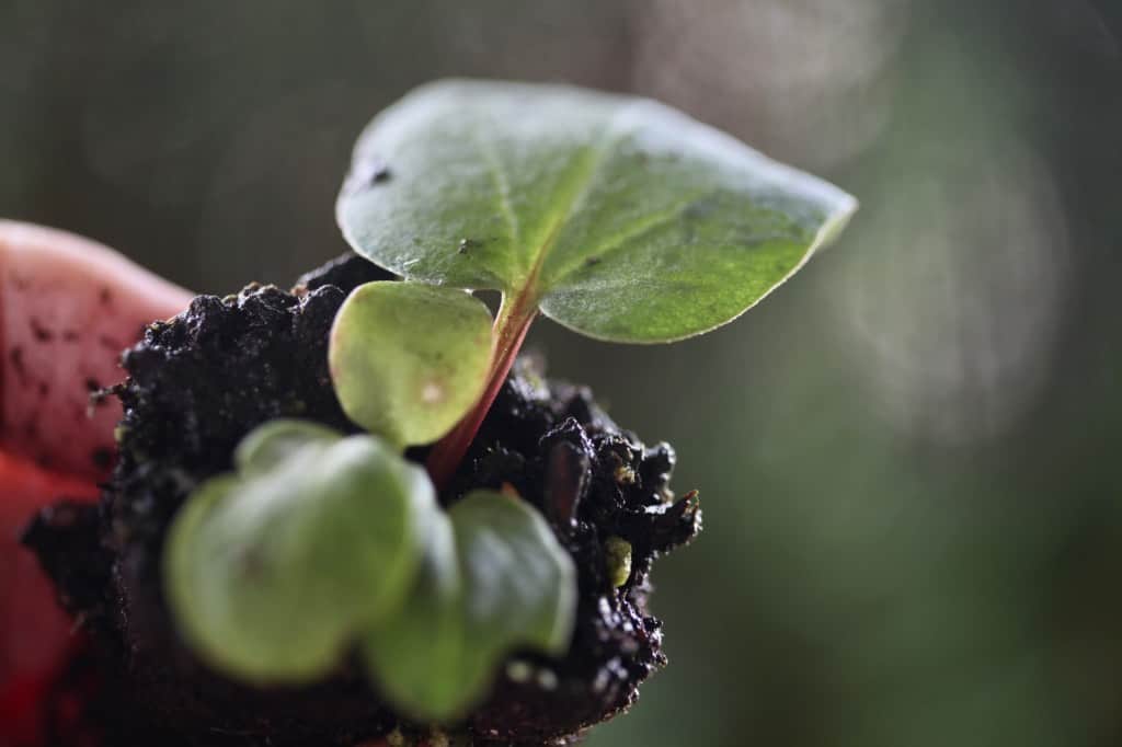 2 month old rhubarb seedling with red stalk