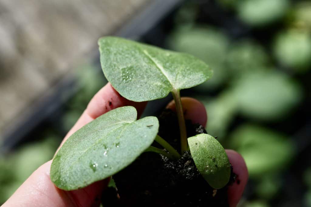 2 month old rhubarb seedling