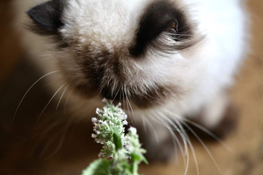 a cat, unimpressed with catnip