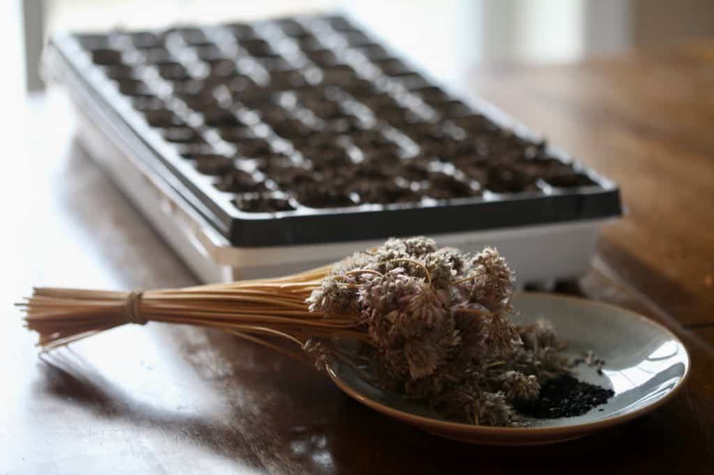 a seedling cell plug tray for planting chive seeds, with a bowl of dried chive flowers and seeds on the table in front of the tray, showing how to grow chives from seed indoors