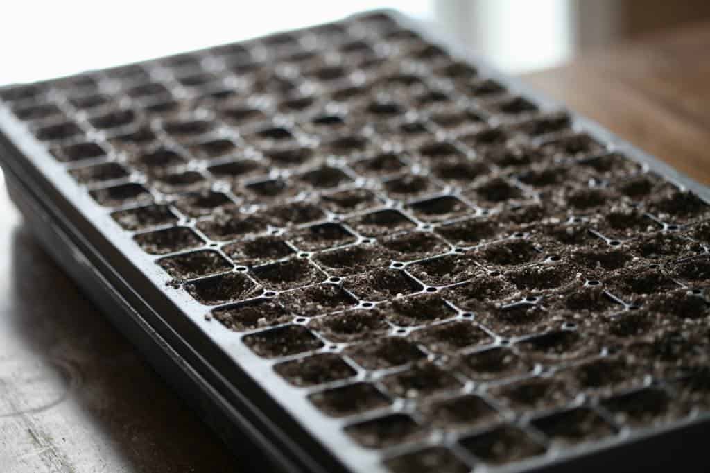 a cell tray with soilless medium for planting the seeds, showing how to grow catnip from seed