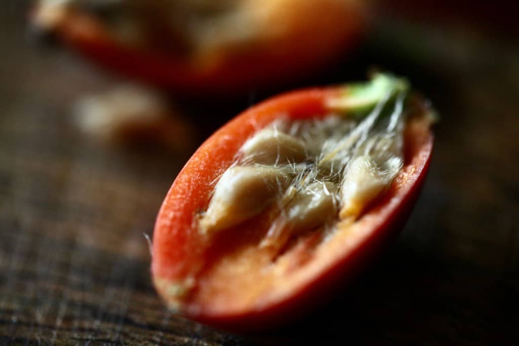 a freshly cut rose hip demonstrating the seeds and hairs on the inside