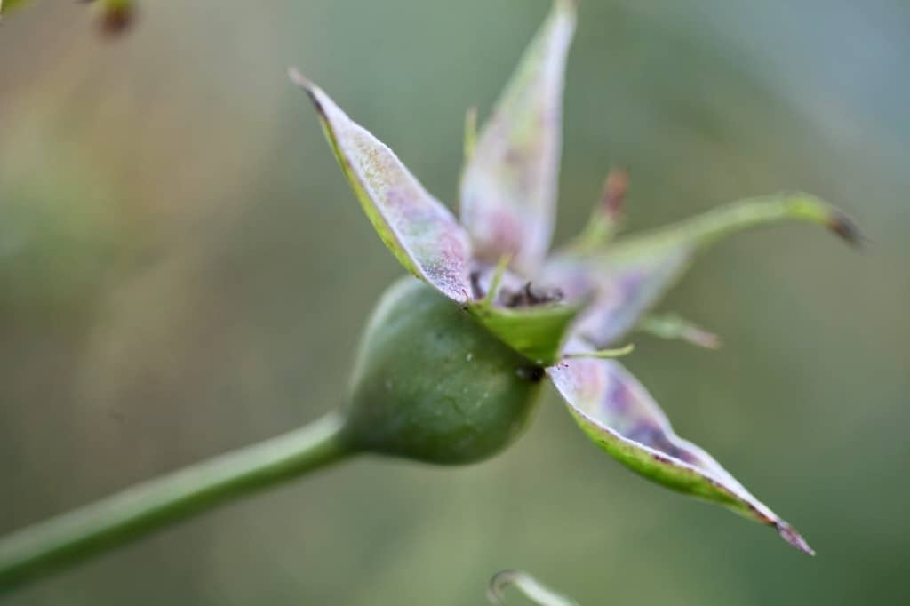 a green immature rose hip