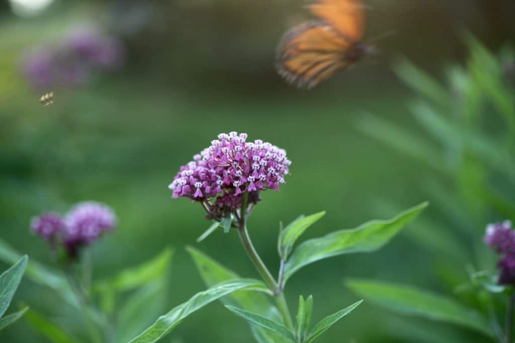a monarch and a bee in flight in the garden
