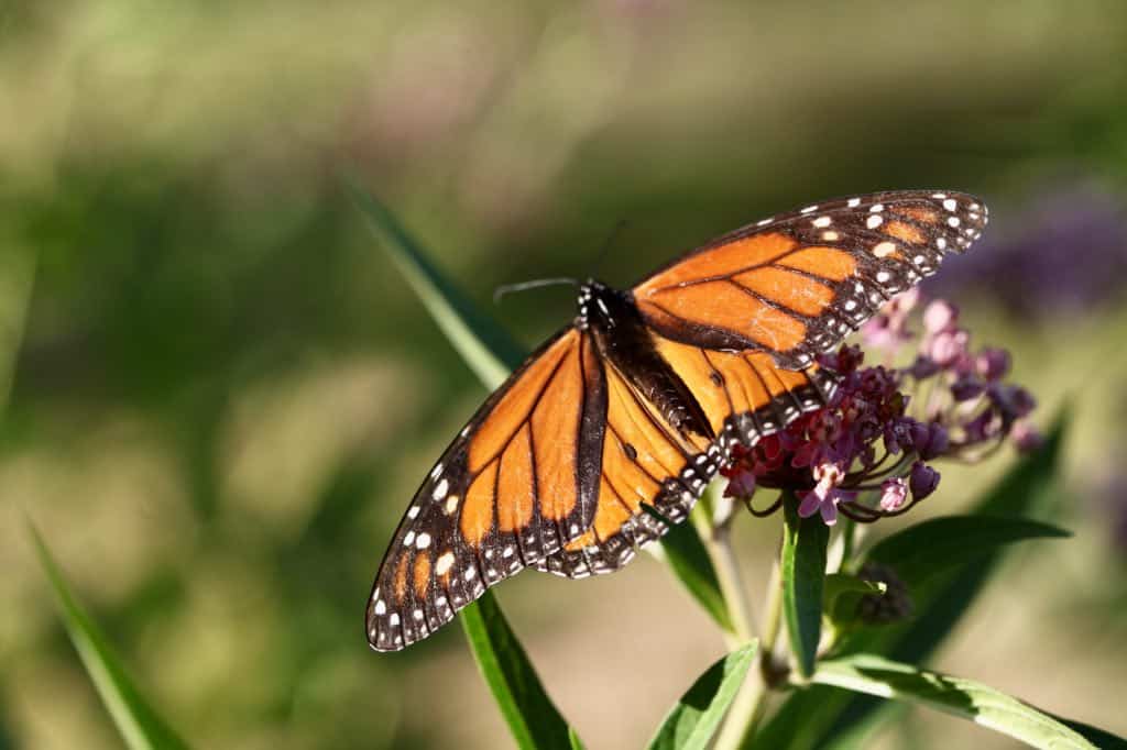 a monarch butterfly on a milkweed bloom
