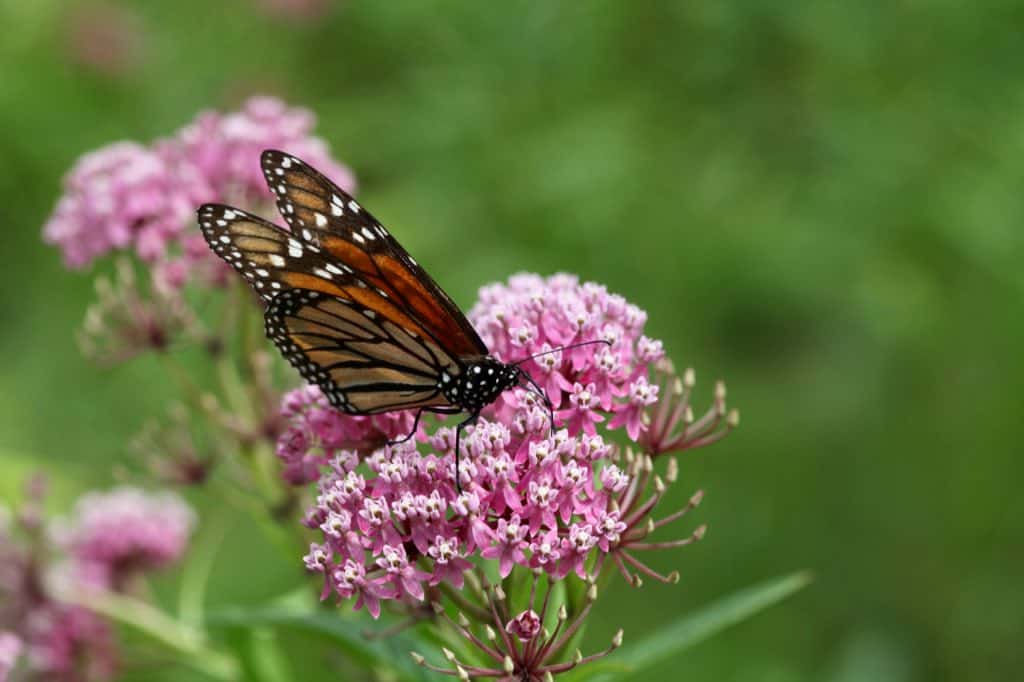 a monarch butterfly on milkweed