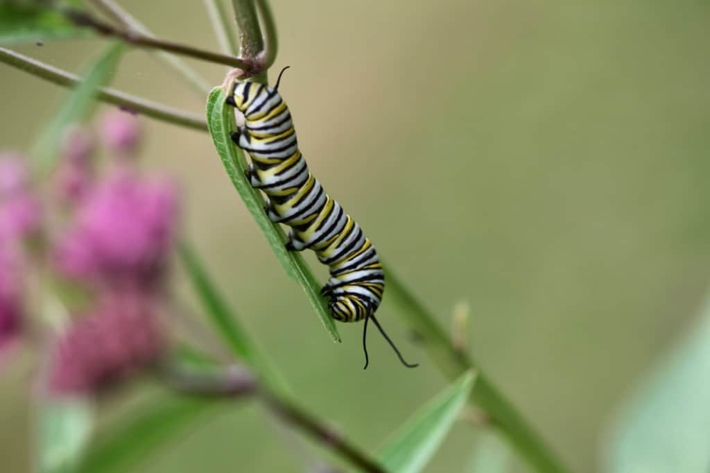a monarch caterpillar feasting on a swamp milkweed leaf