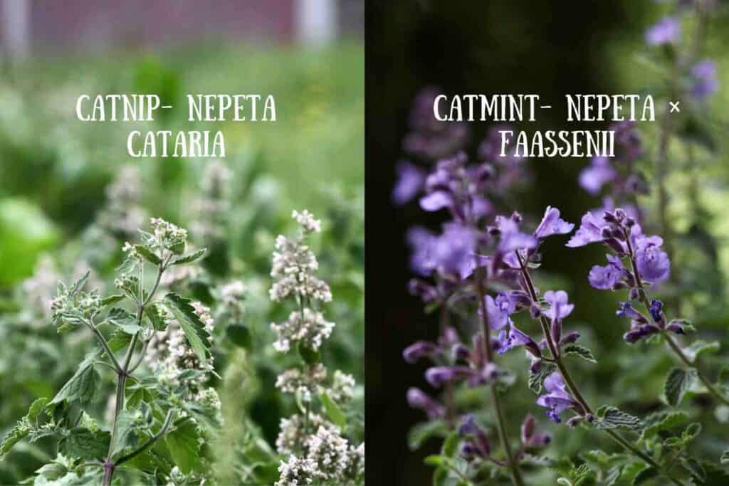 catnip and catmint, for comparison