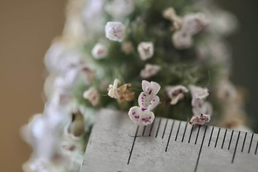 catnip blooms measure approximately ¼ cm in width