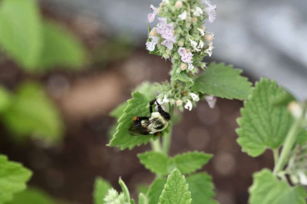 catnip draws bees and other pollinators to the garden