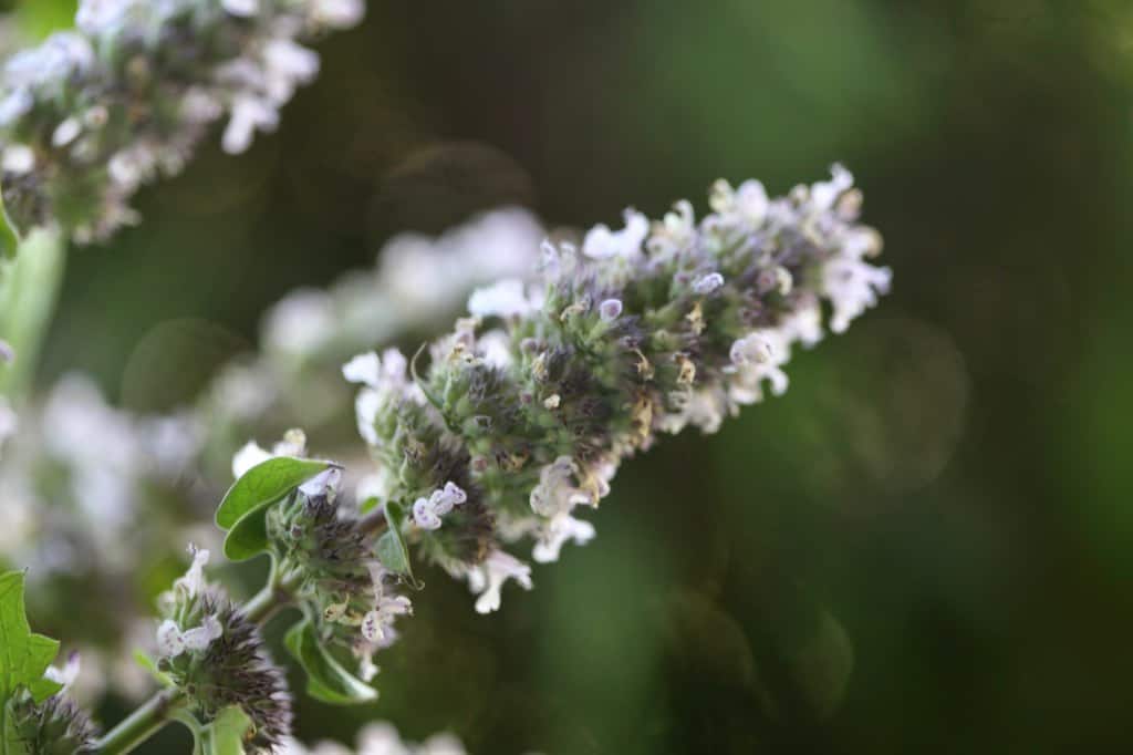 catnip flower heads grow at the top of each stem