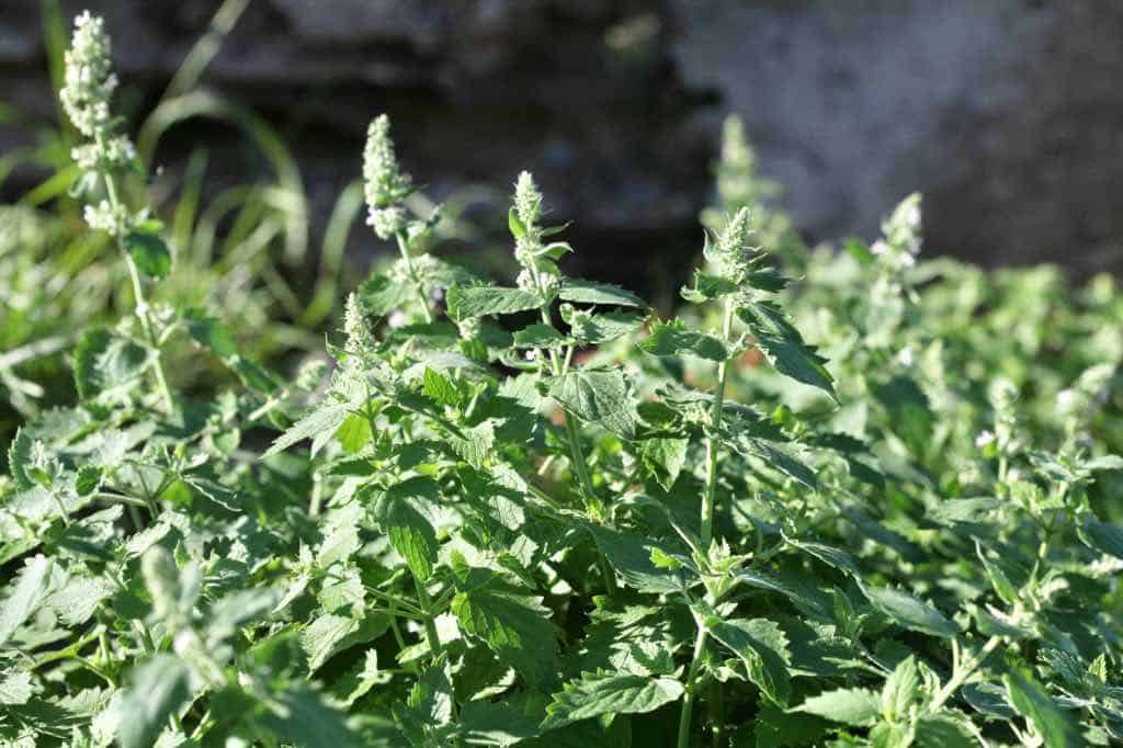 catnip grows well in a sunny location, showing how to grow catnip from seed