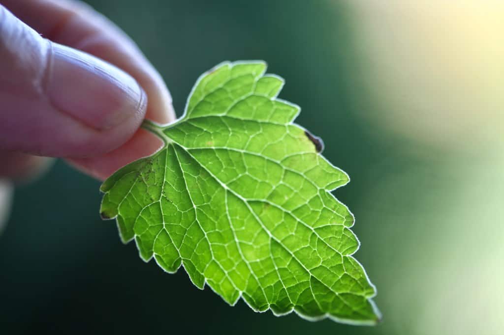 a hand holding a catnip leaf