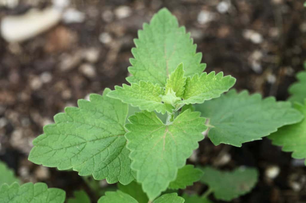 catnip leaves on a small plant grown from seed in the garden, showing how to grow catnip from seed