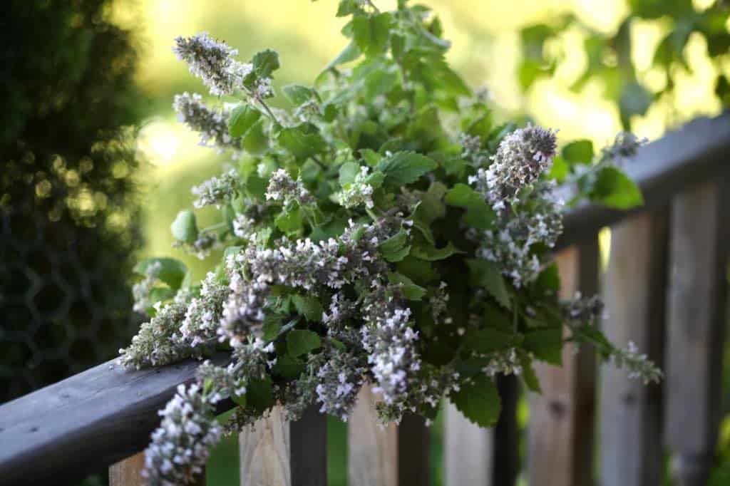 a bouquet of catnip on a wooden railing, showing how to grow catnip from seed
