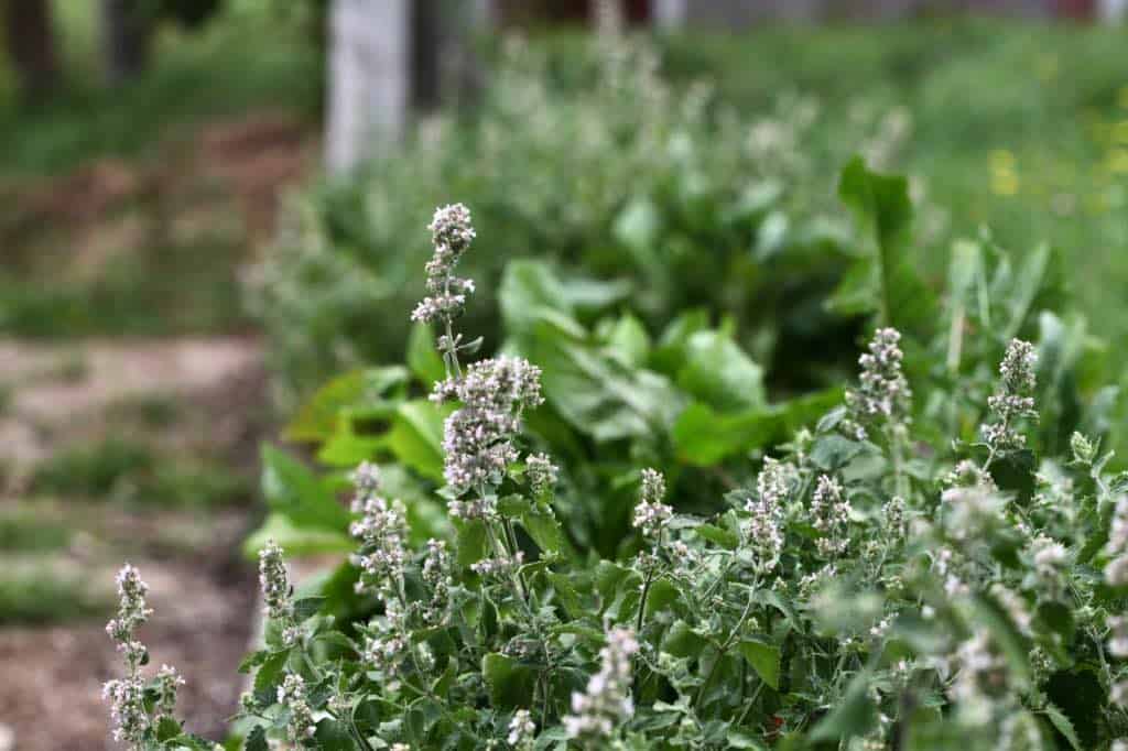 catnip makes a great companion plant