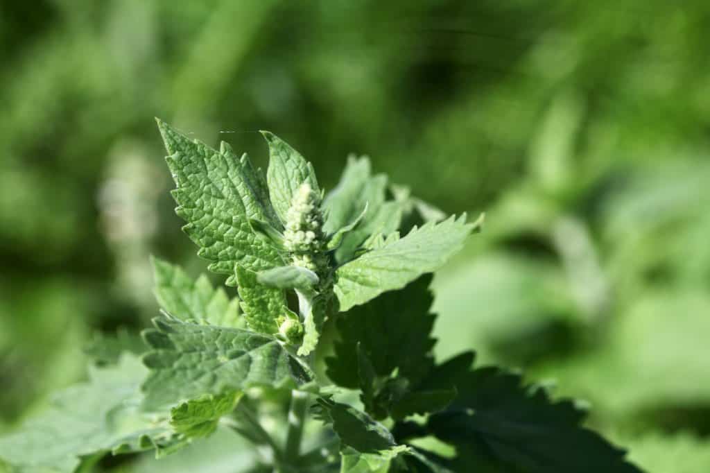 catnip seedling grown from seed, in the garden