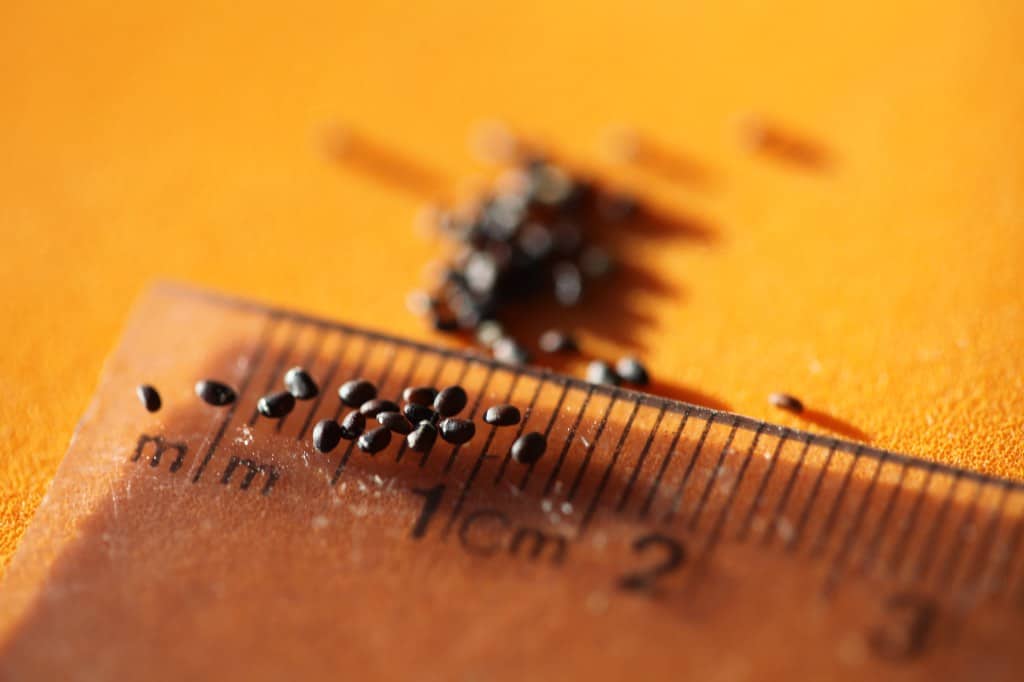 catnip seeds are small and brown, an a ruler to demonstrate size, showing how to grow catnip from seed