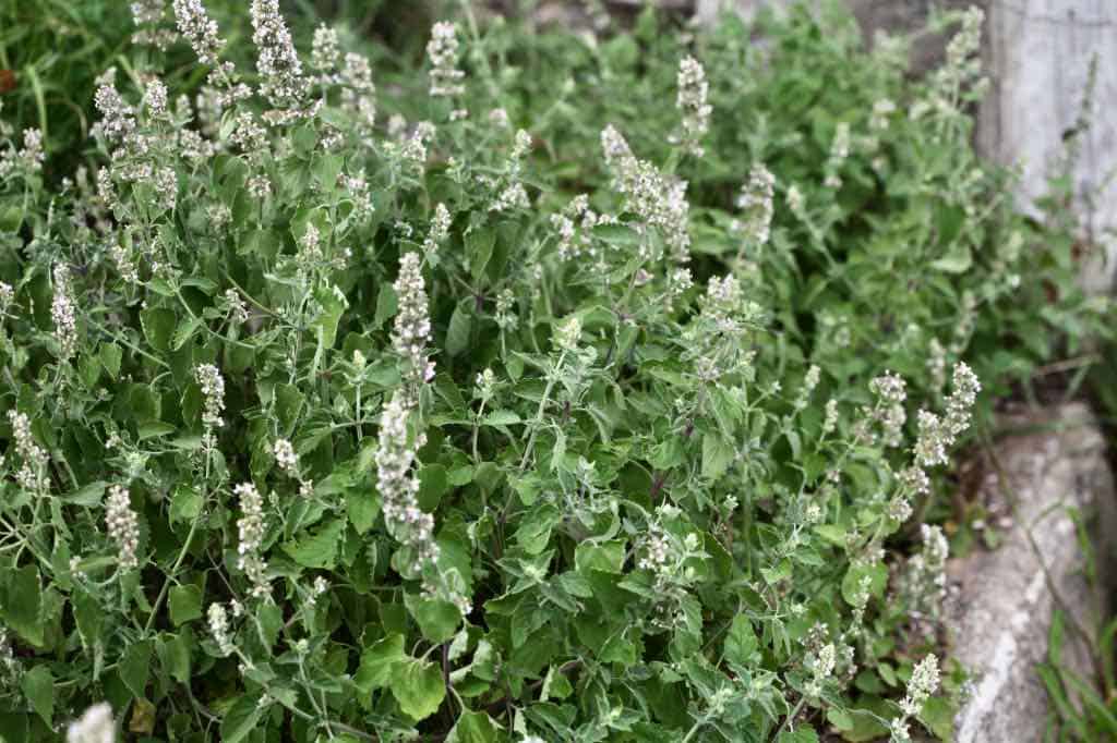 cats have been known to roll around in beds of catnip