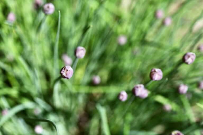 How To Grow Chives From Seed Indoors Planting And Care Farmhouse