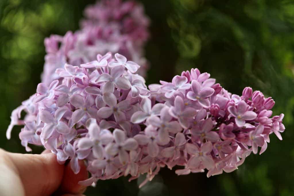 purple common lilac flowers 