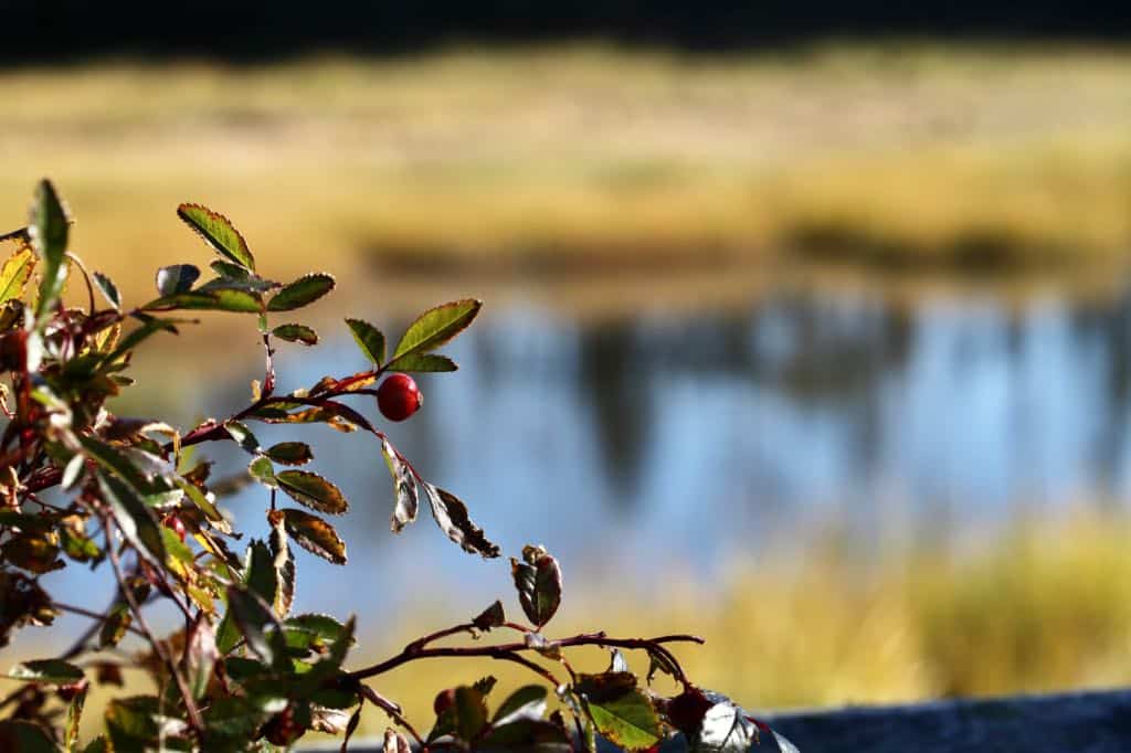 a red rose hip on a bush with blurred water in the background