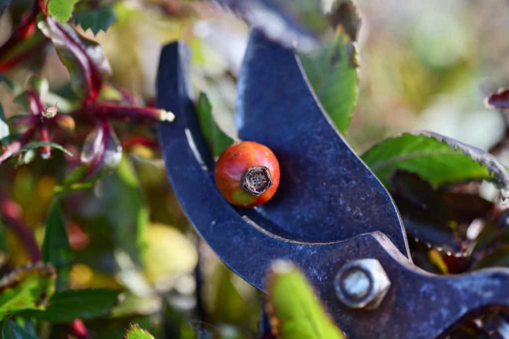 cutting a rose hip with snippers 