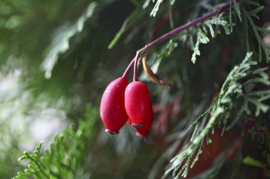 rose hips and natural greenery