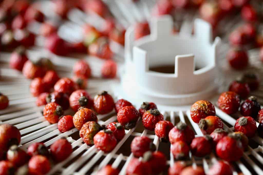 dried rose hips in the dehydrator