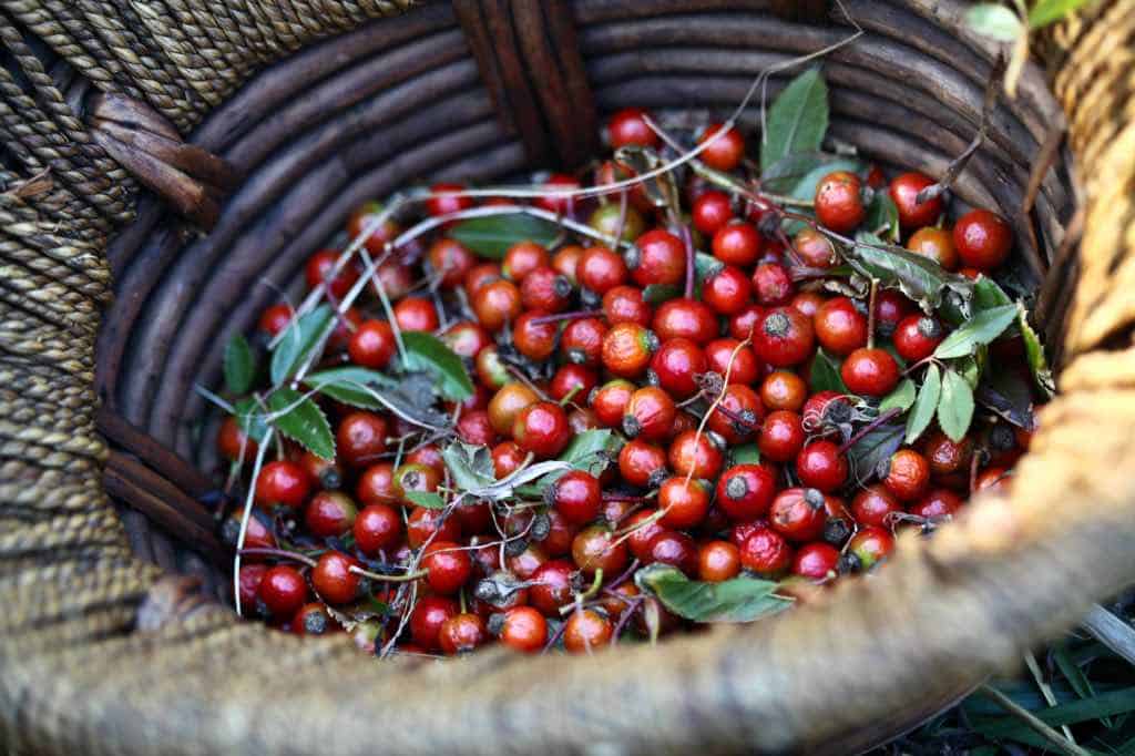 freshly harvested rose hips